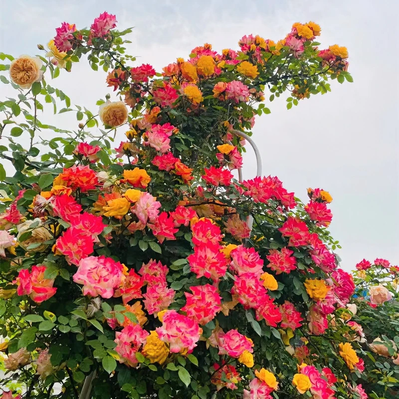 藤彩虹藤本月季多季节多色花阳台庭院玫瑰花爬墙盆栽地栽爬藤植物