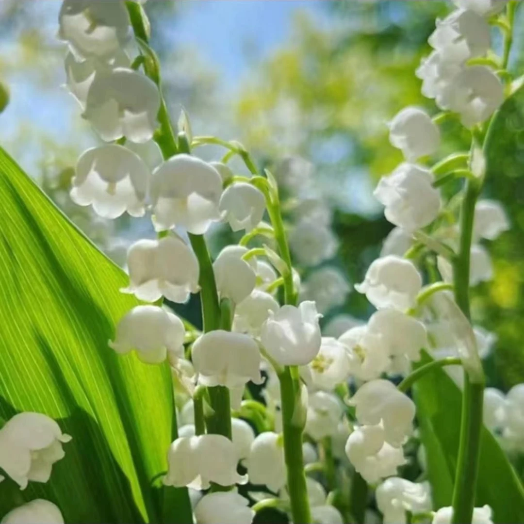 【香水铃兰花】铃兰花芽绿植盆栽四季开花室内客厅外耐寒耐冻好养