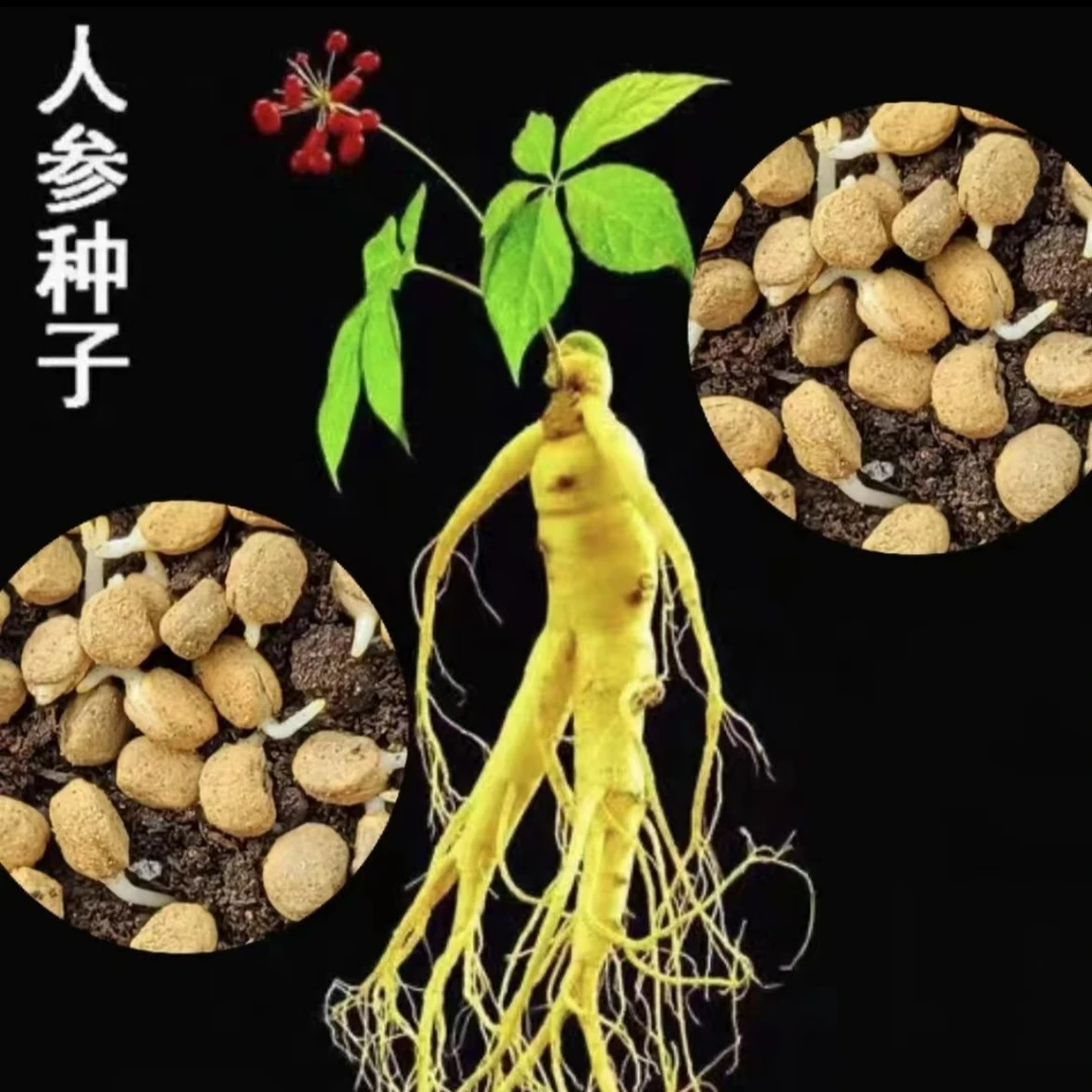 3.88元2包人参种子长白山爆款 人工种植阳台小院盆栽地栽