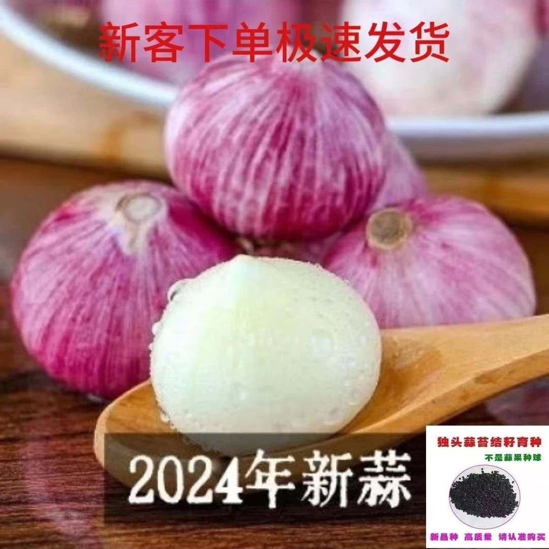【紫皮独头蒜种子】新鲜紫皮独大蒜独头蒜饱满辛辣调味