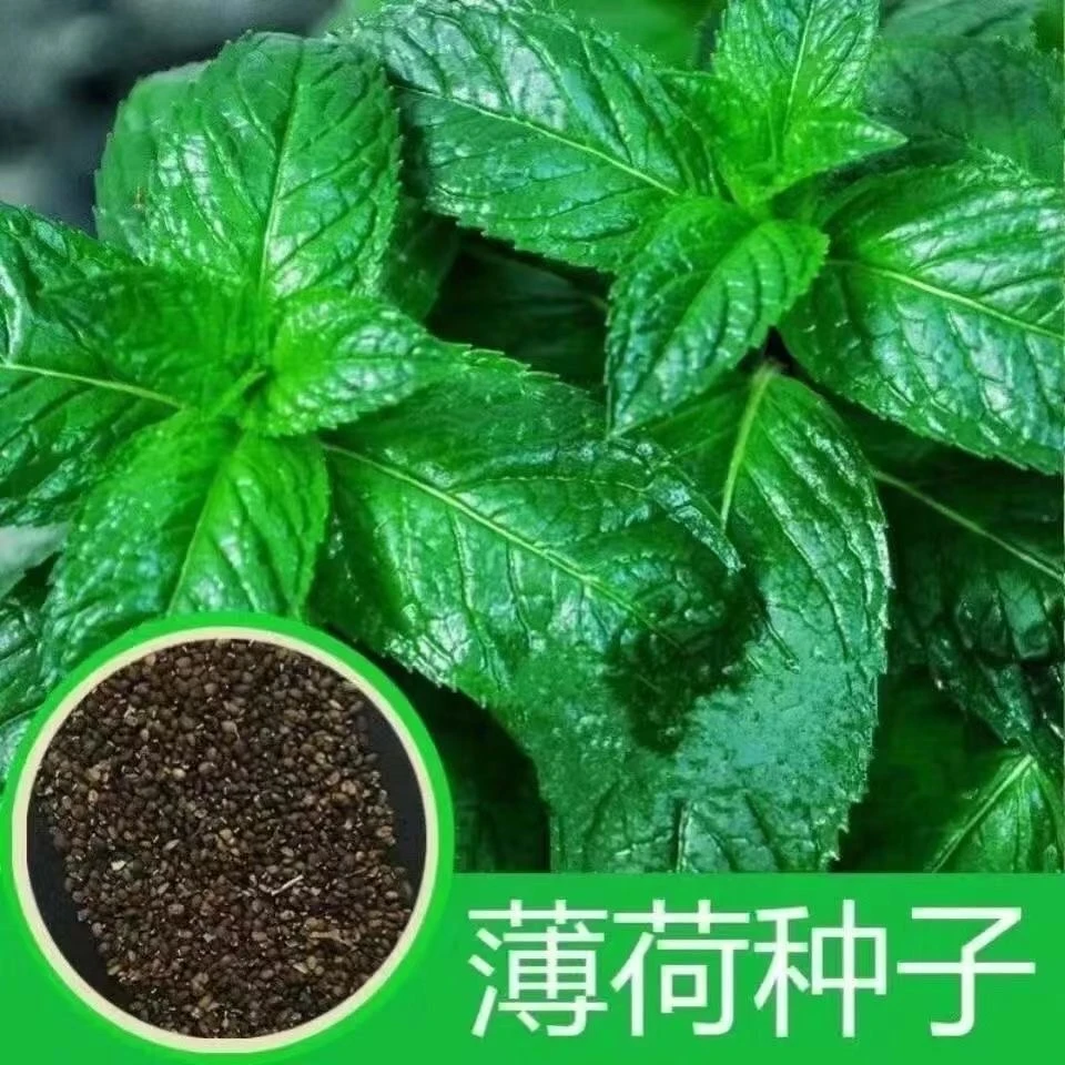 食用薄荷种子四季播种驱蚊清香阳台庭院盆栽花盆耐热耐寒