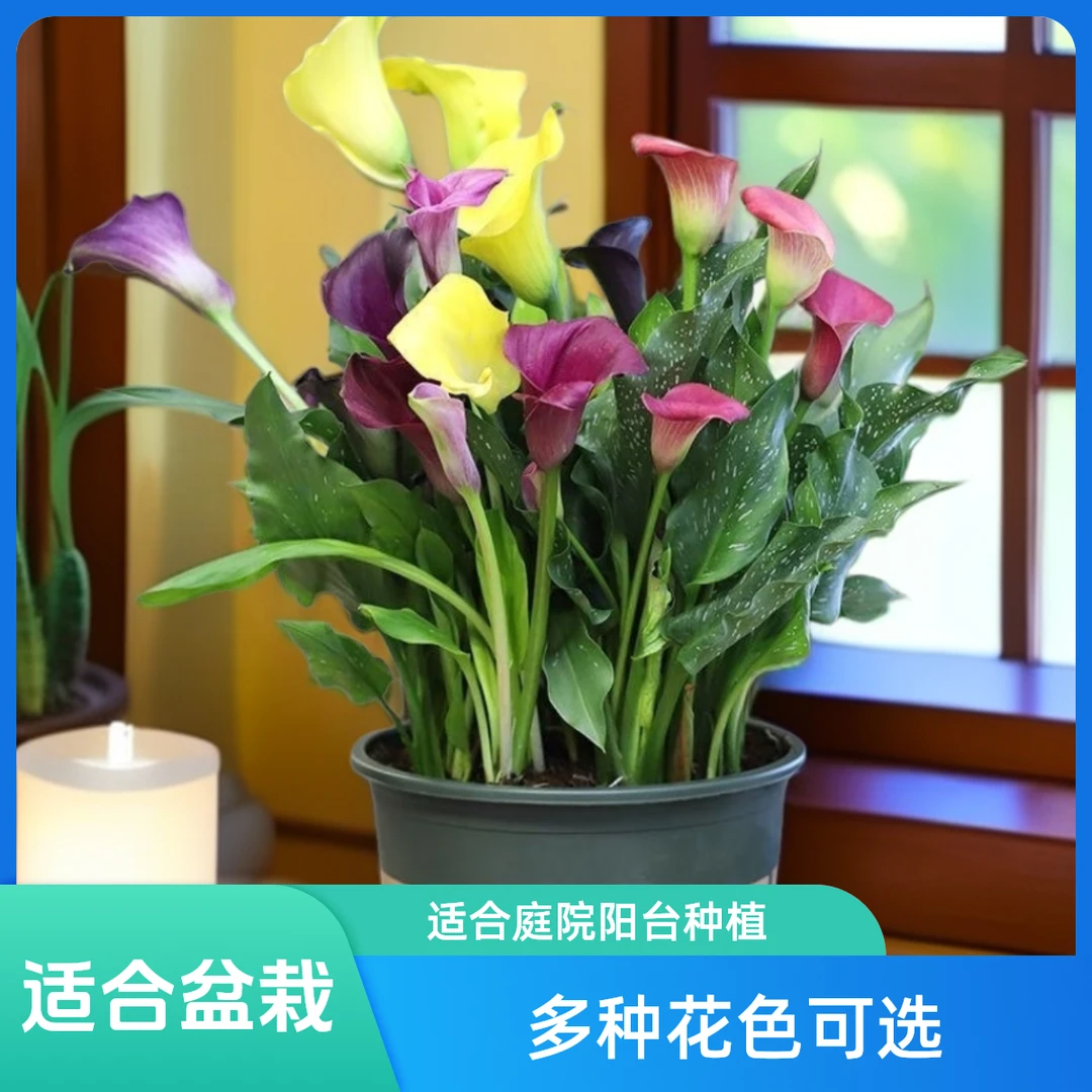 彩色马蹄莲种球进口多年生根块耐寒庭院阳台盆栽春季粉色红色四季