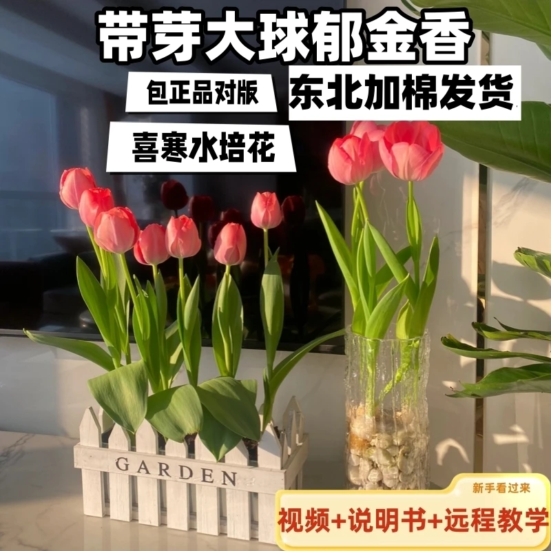 郁金香种100颗郁金香进口郁金香种子5度球大批量批发