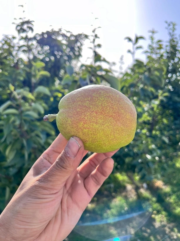 新疆库尔勒香梨全母梨特大9斤装（140g-200g)果