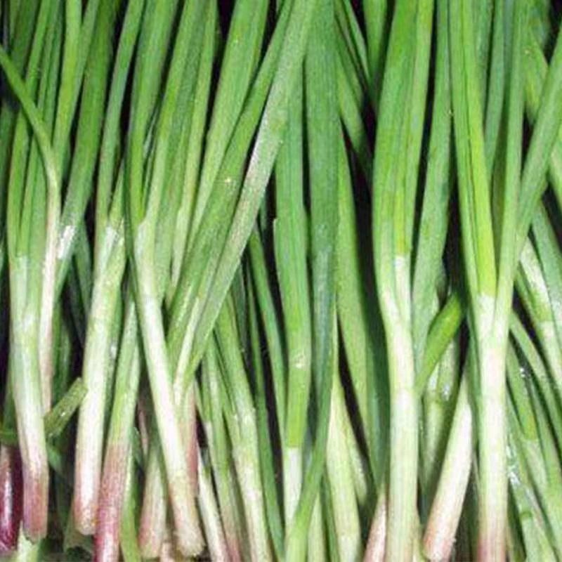 独根红韭菜种子，叶片宽厚