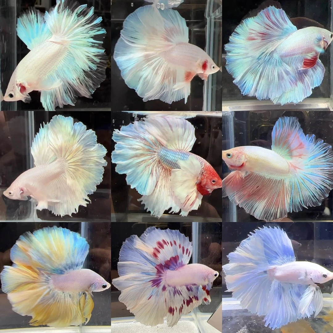 点点水族馆随机系列精品泰国斗鱼穿着婚纱的鱼活体观赏鱼