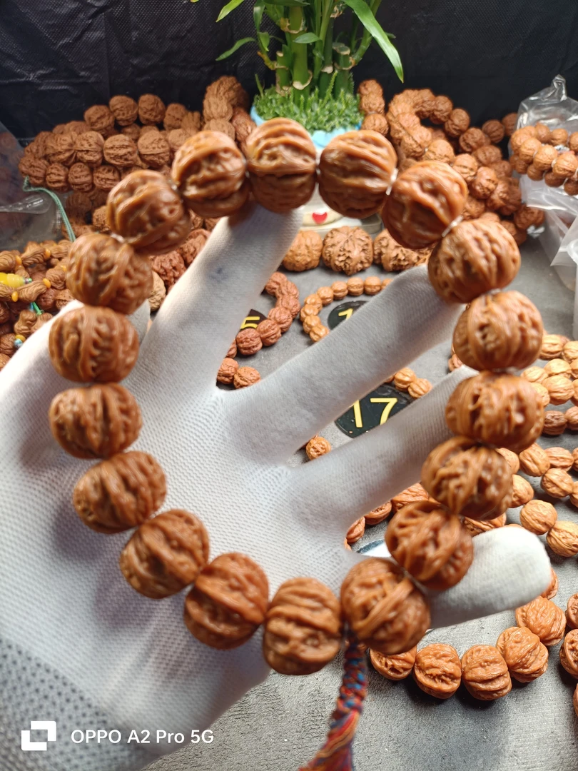 野生楸子八楞粗筋数王手持，边肚同尺22桩高18