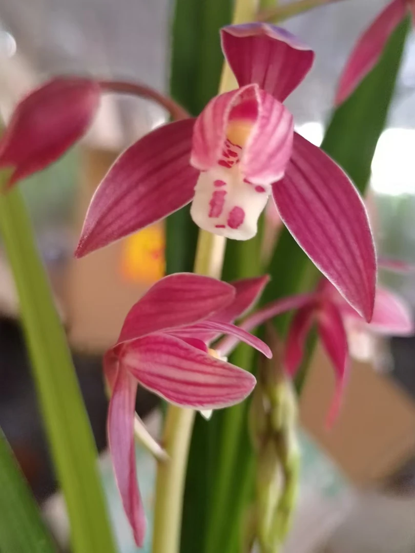 方圆兰苑（以兰养兰）以直播间介绍一物一拍请勿跟拍