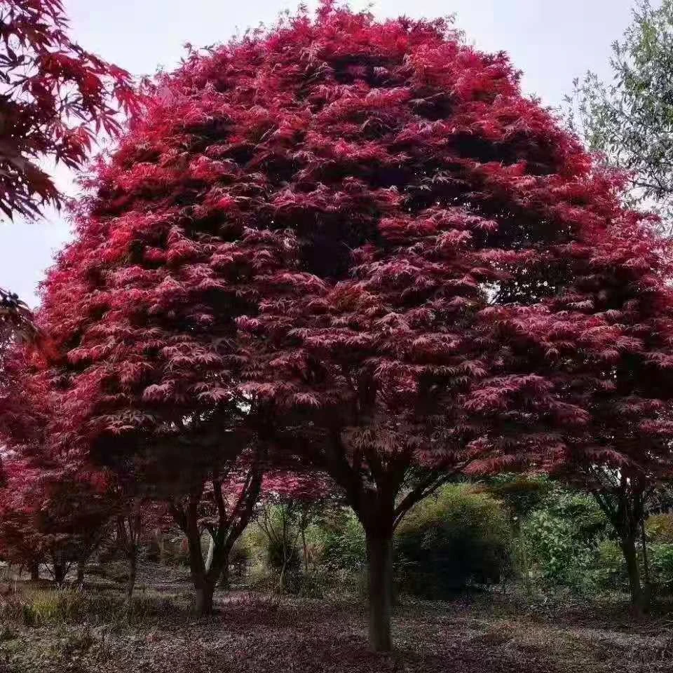 3-20公分精品红枫