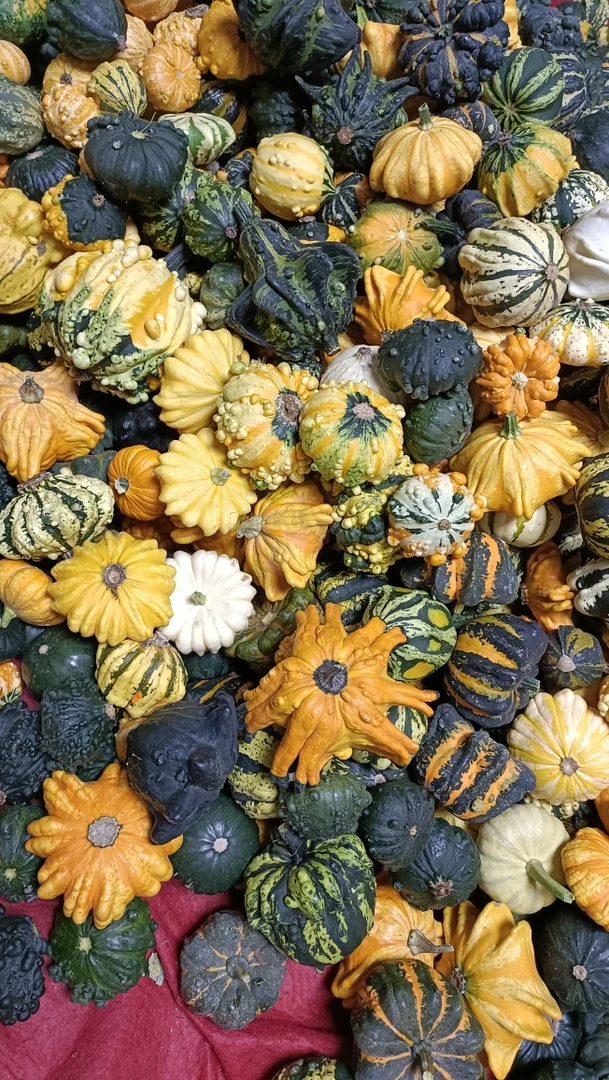 墨西哥七彩疙瘩葫芦拍品链接直播间确认实物