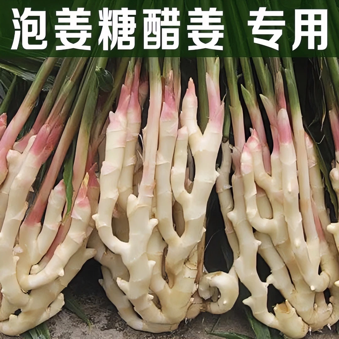 正宗四川特色带泥子姜新鲜现挖嫩姜红芽泡姜小黄姜农家直发