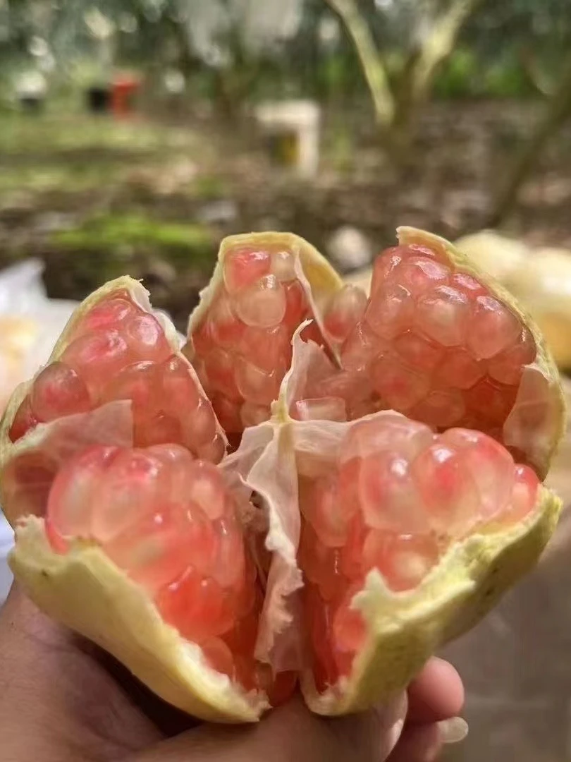 云南蒙自老树水晶石榴薄皮[漂亮又好吃；清甜多汁，精选老树]