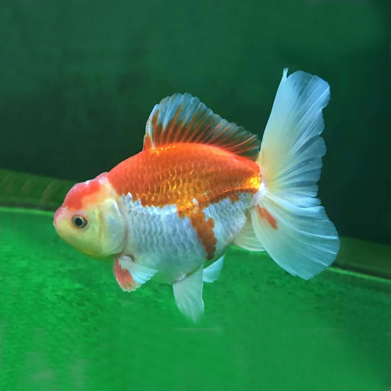 渔场直发元宝狮包邮包开箱包活售后以开箱视频为准