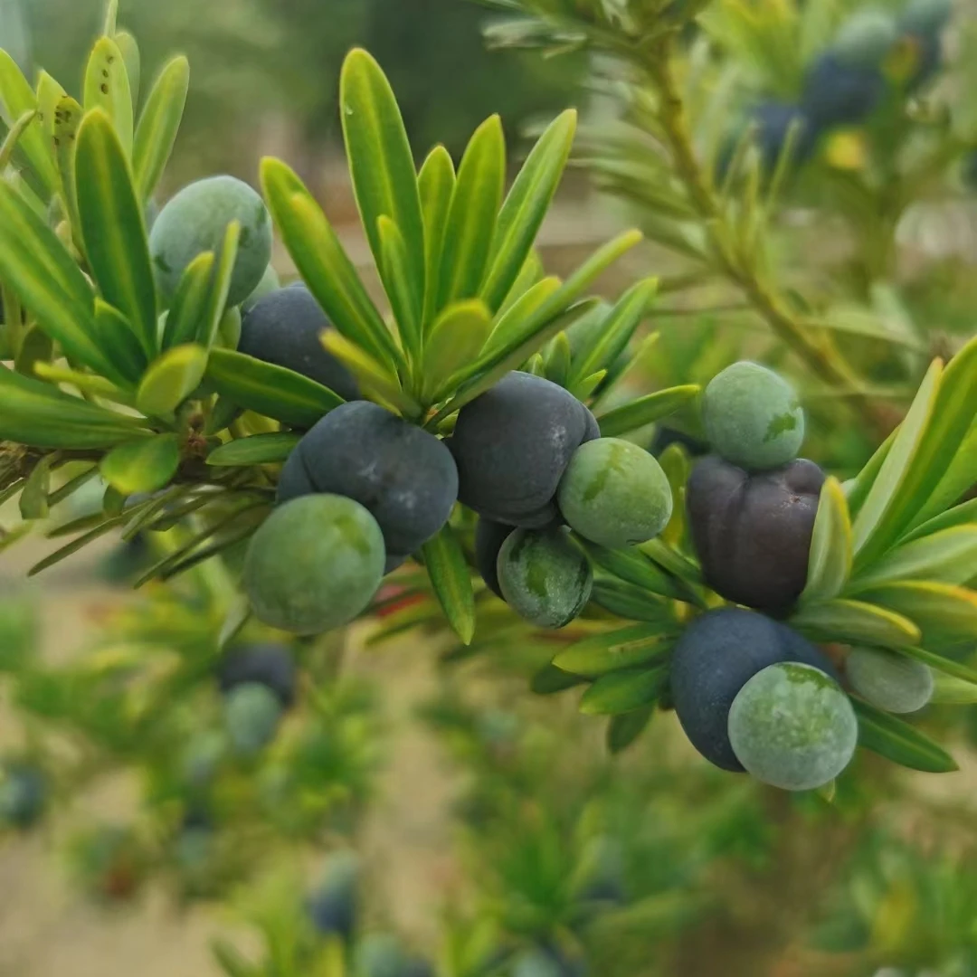 陇上罗汉松防寒贵妃绿植