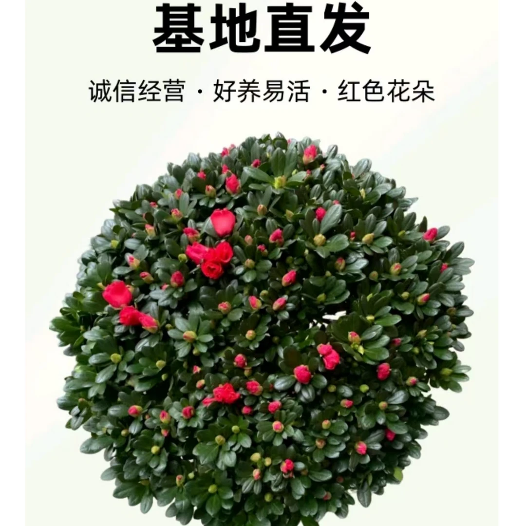 比利时西洋杜鹃杨梅红带花苞四季开花4年苗