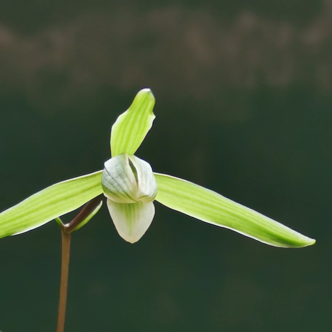 细叶寒兰商品苗，五组三苗连体，卧室客厅观赏庭院美观植物兰花