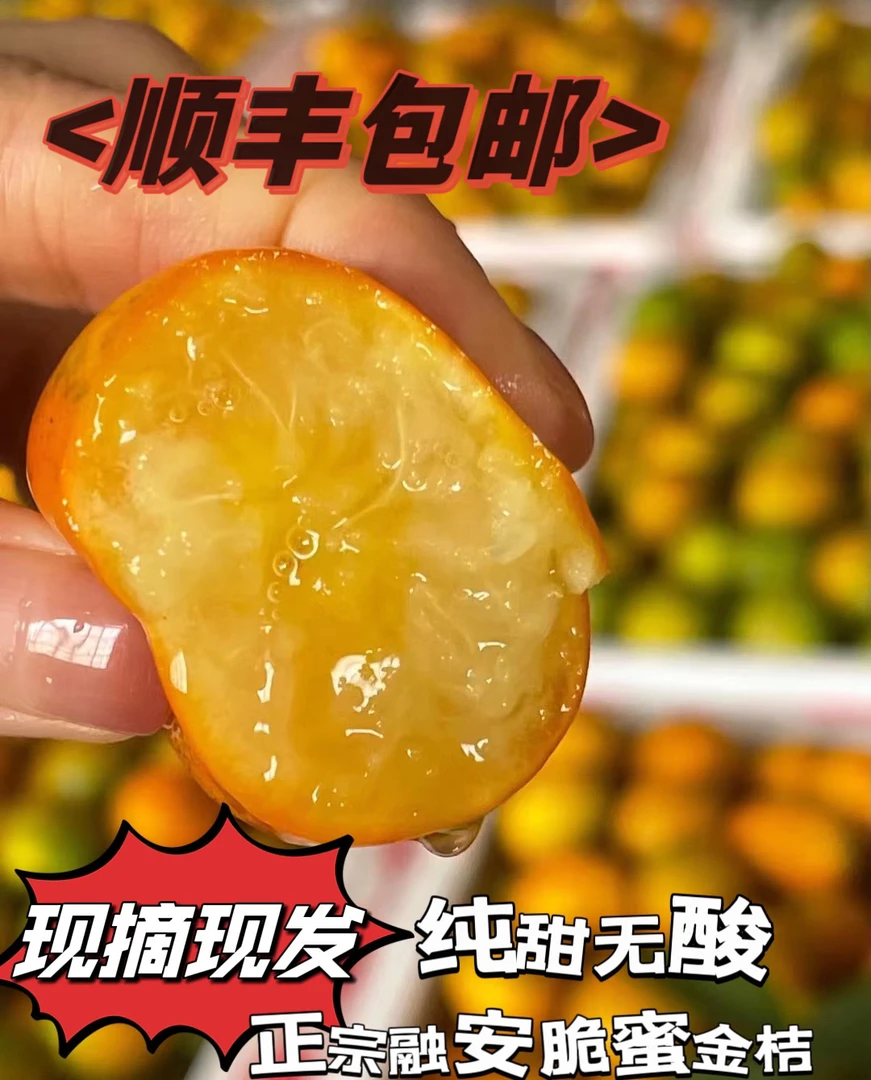 广西小糖炮第三代融安脆蜜金桔金柑新鲜包甜无酸大山种植顺丰包邮