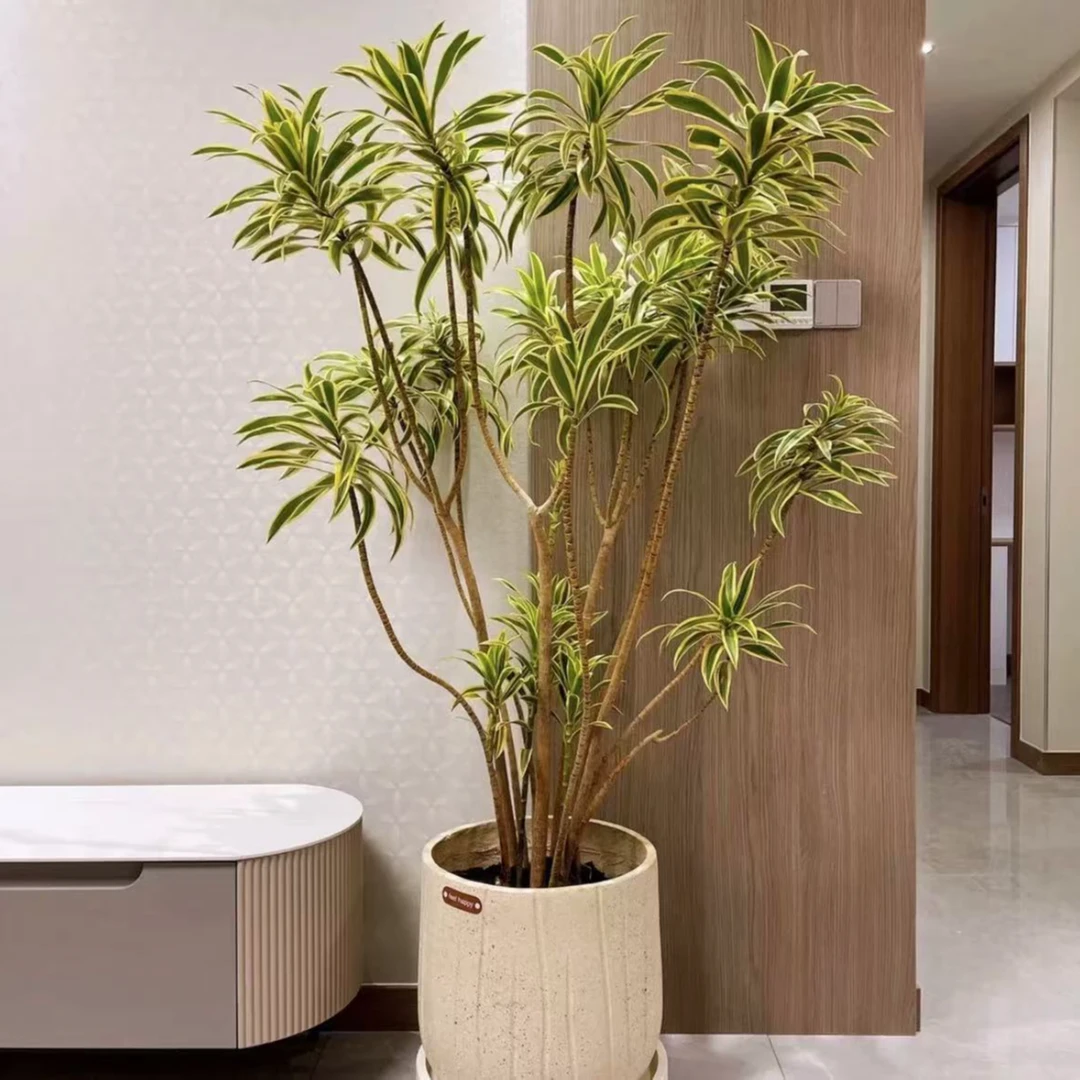 北欧风金边百合竹室内绿植盆栽客厅摆件仅供直播间一物一拍
