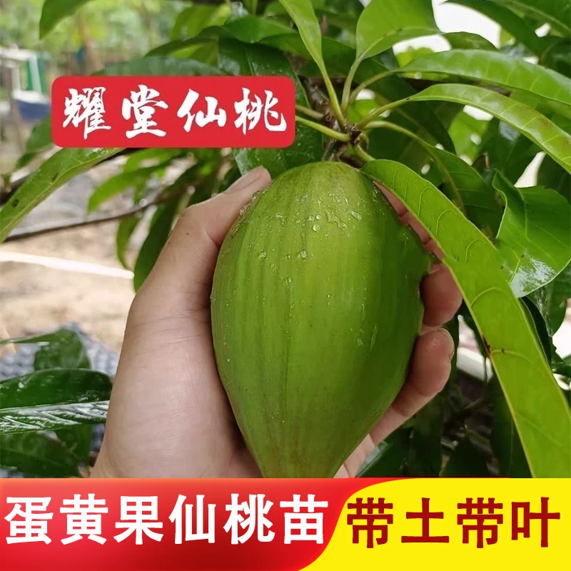 木瓜仙桃苗耀堂仙桃果树苗嫁接苗蛋黄果苗鸡蛋果苗盆栽庭院可种植