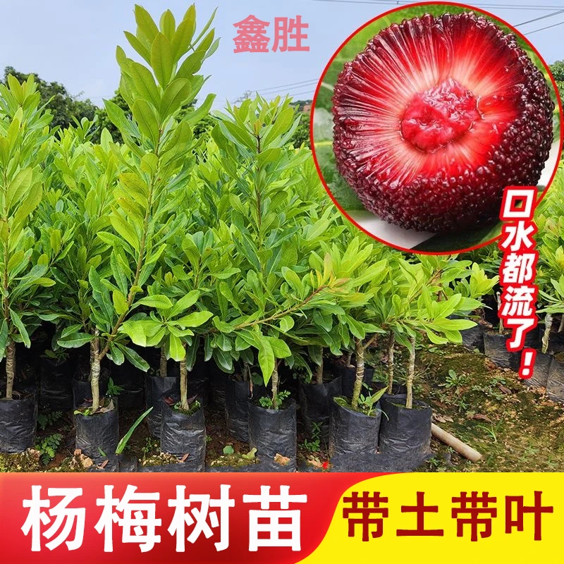 杨梅树苗嫁接苗东魁杨梅树苗杨梅苗大果带土带叶可盆栽南北方种植