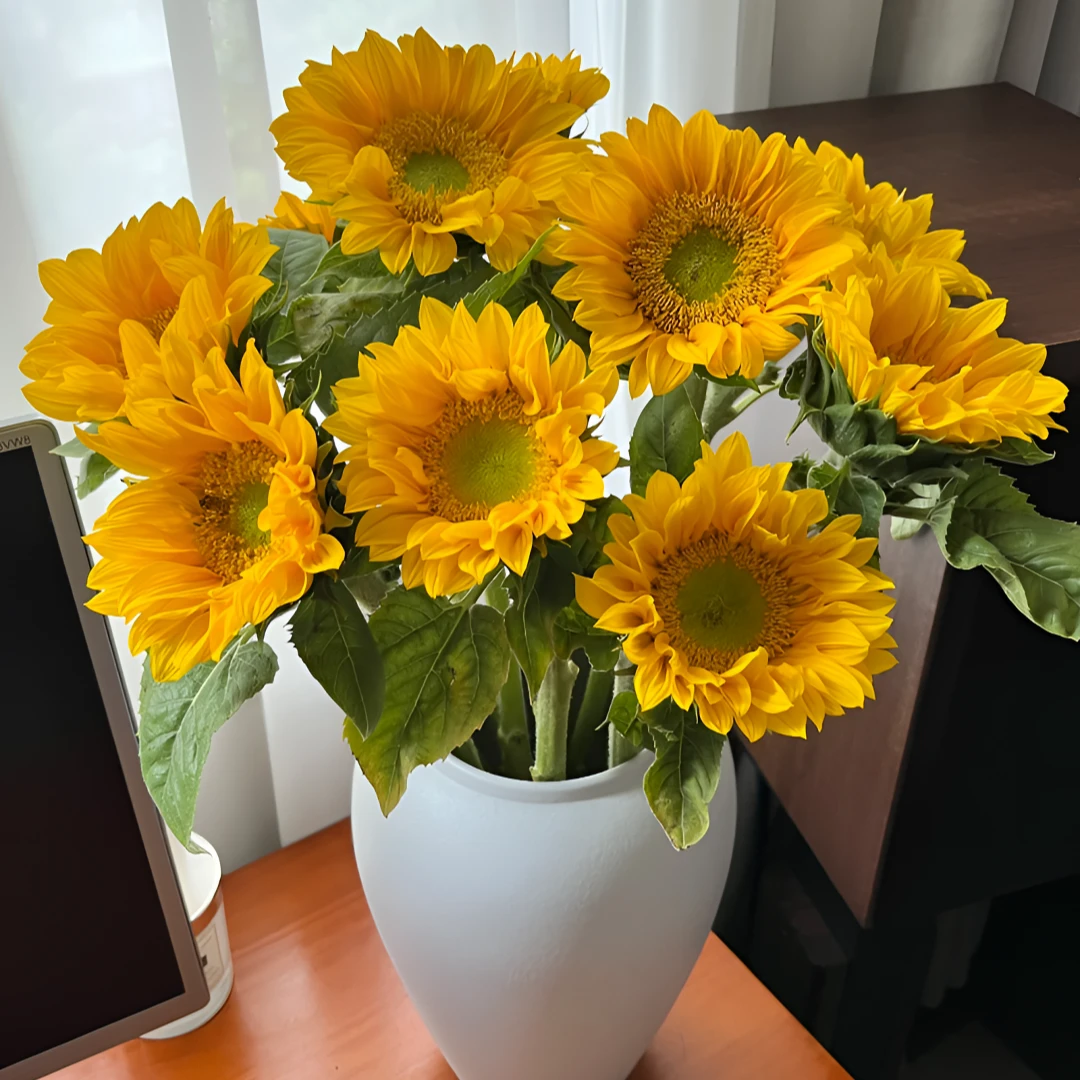 绿心向日葵5支云南基地鲜花直发向日葵花小太阳水养插花花束