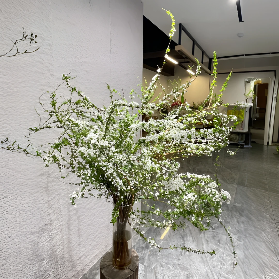 雪柳鲜枝带芽鲜切干枝水养植物重瓣室内插花龙柳干支花卉盆栽