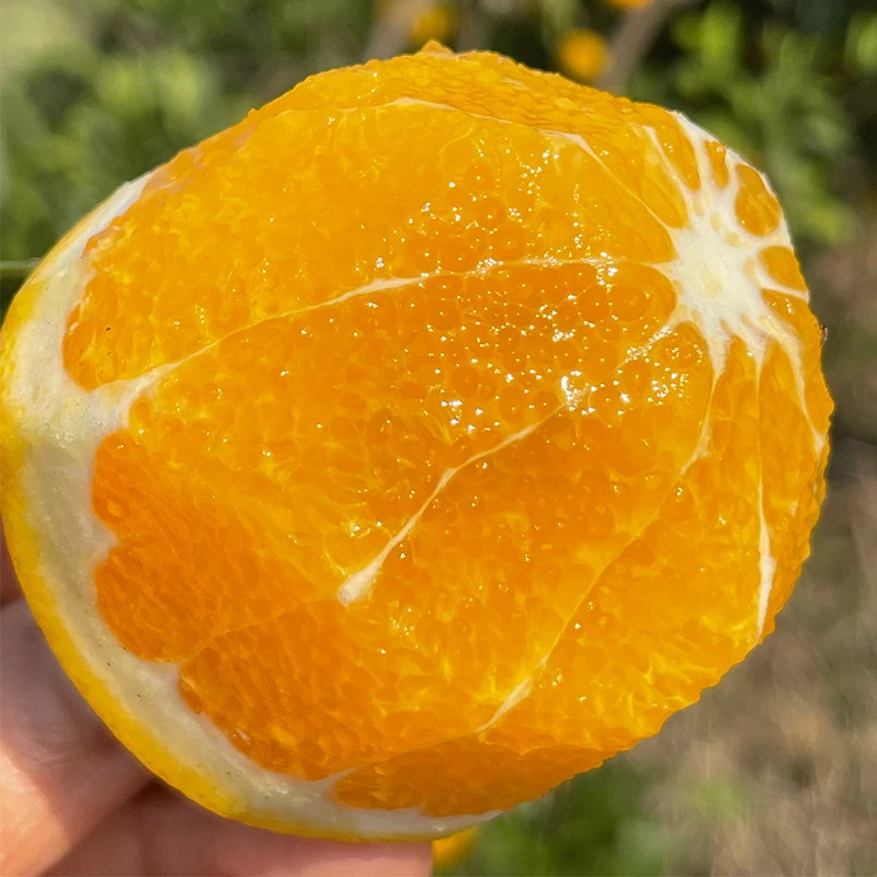 湖南正宗麻阳冰糖橙 带箱9斤纯甜无酸现摘现发阳光香甜细腻细嫩