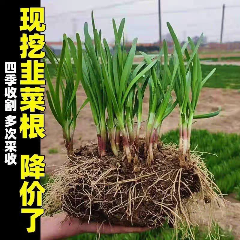 韭菜根苗四季种子种籽子阳台苗紫根盆栽籽种小叶根头茬