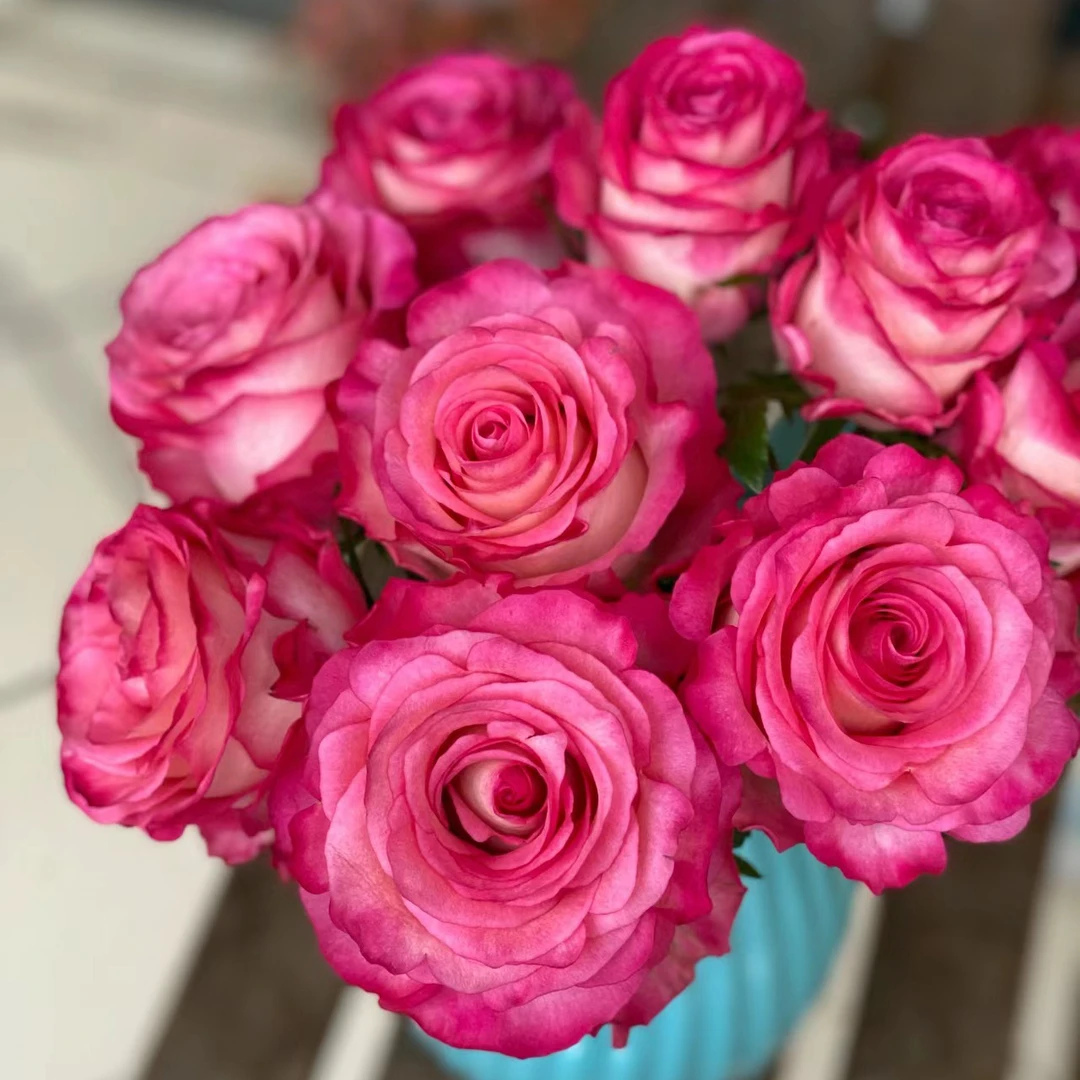 奈斯园艺 卡门/魔法 直立型切花灌木月季花园植物盆栽花卉