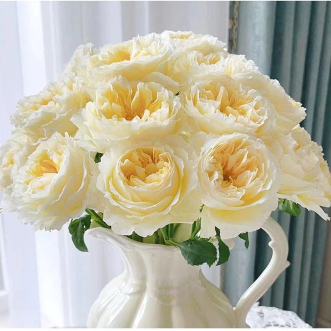 奈斯园艺 碧翠丝灌木切花月季大花欧月四季开花树苗庭院花卉盆栽