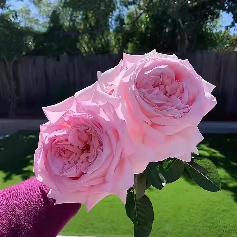 奈斯园艺 天赐恩宠月季 新品灌木大花浓香抗病耐热花期长绿植花卉