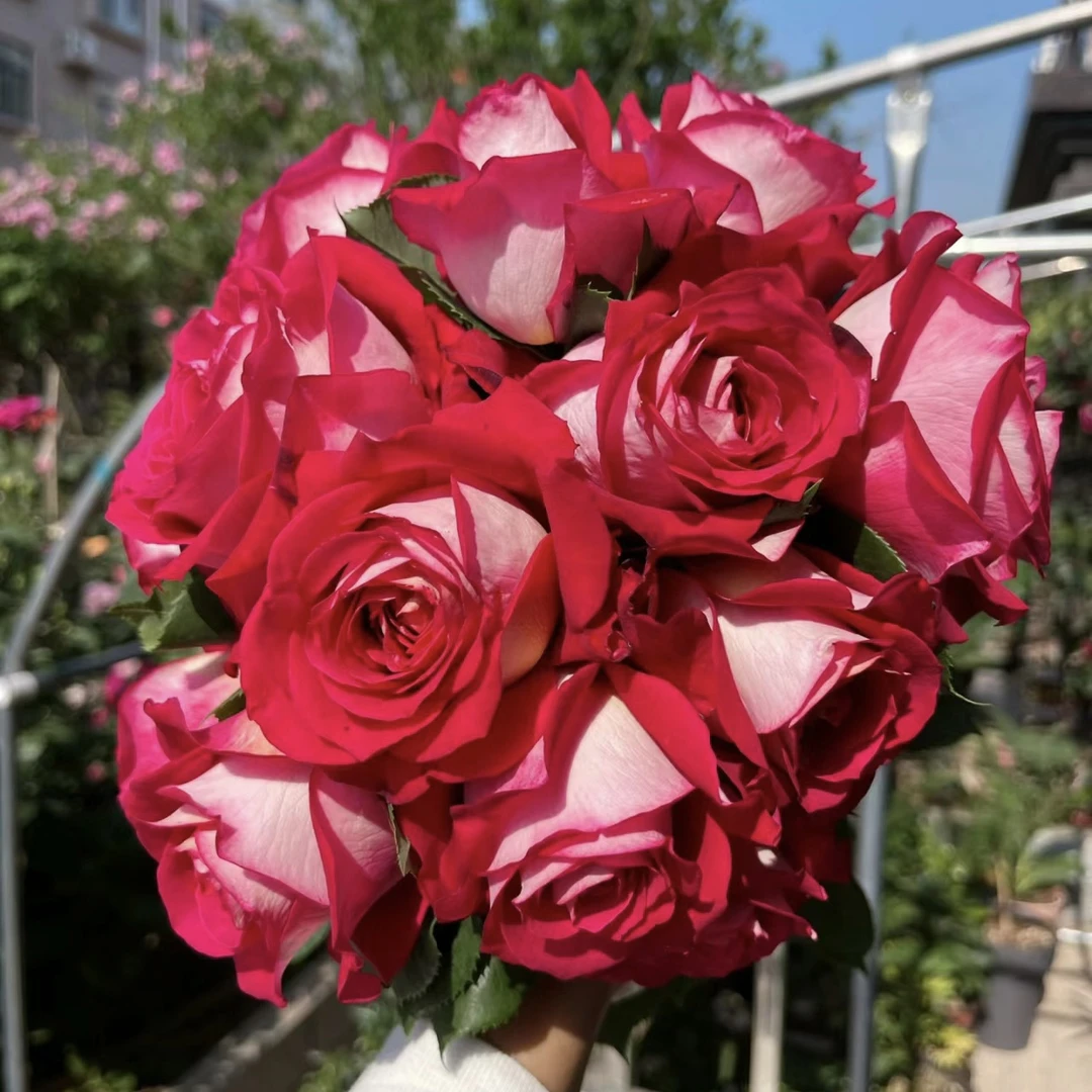 奈斯园艺 莫妮卡贝鲁奇根接苗 直立切花月季银背大花浓香杯装花型