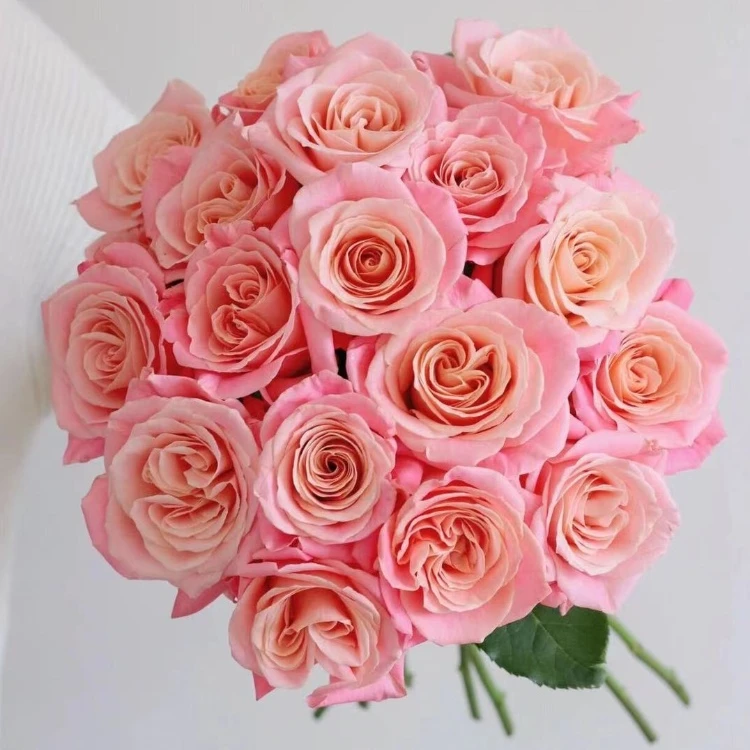 奈斯园艺 朱小姐 猪猪小姐 肯尼亚切花玫瑰新品月季绿植盆栽花卉