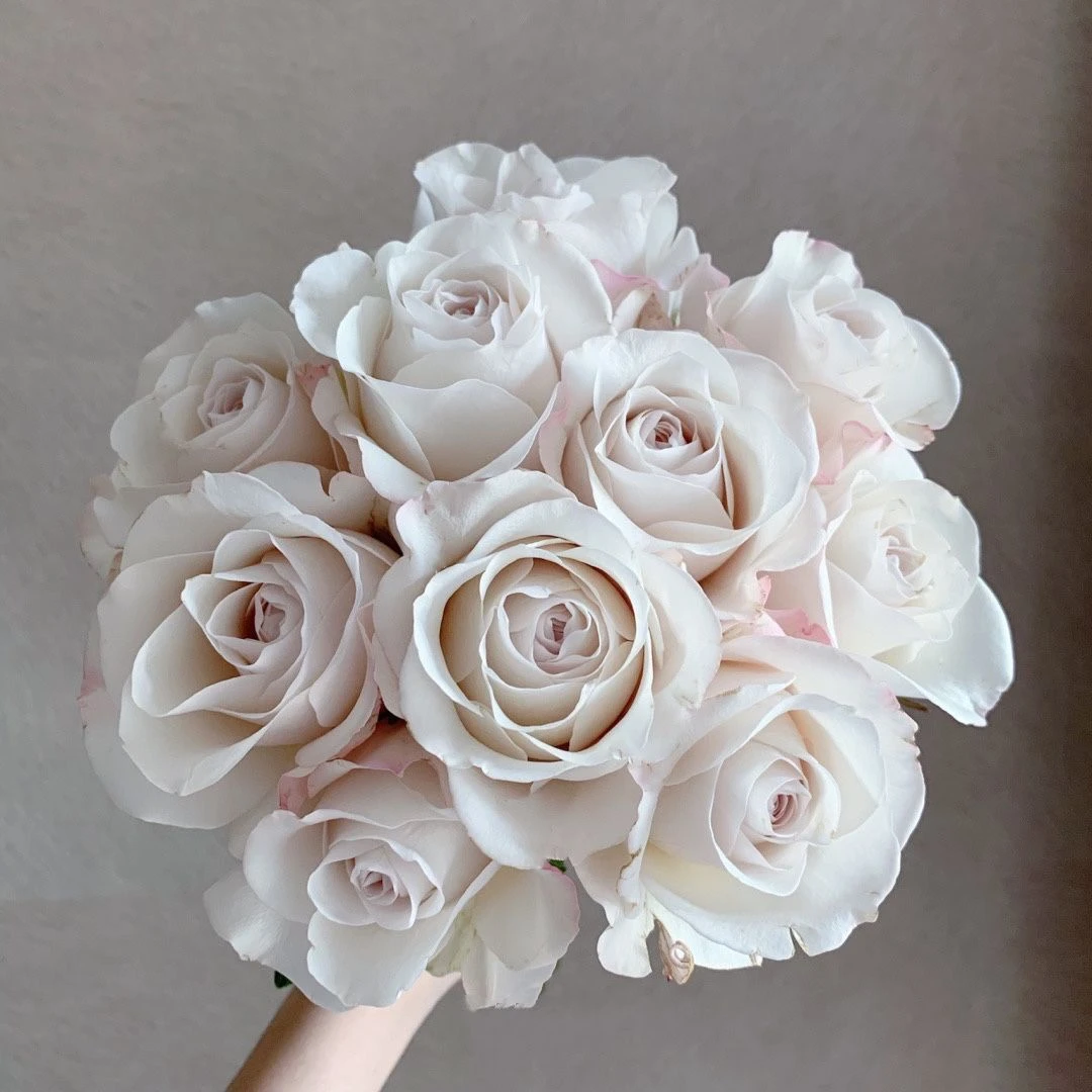 1加仑随机扦插苗