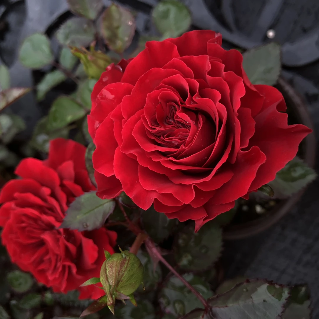 奈斯园艺 娜塔莉 红色大花微月灌木丰花阳台月季多头花期长耐雨淋