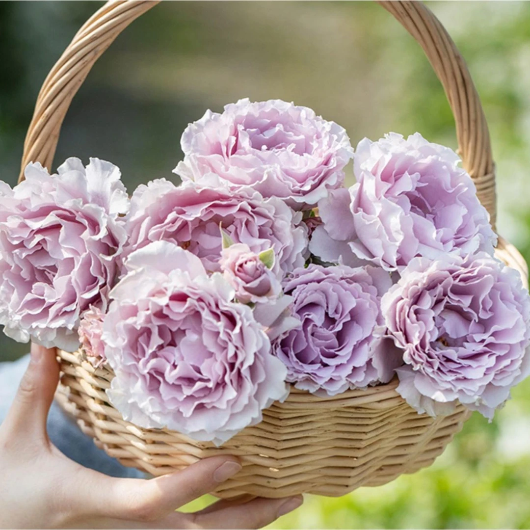 奈斯园艺 改良版蜻蜓 新蜻蜓 多季丰花蓝紫色浓香灌木多头月季花