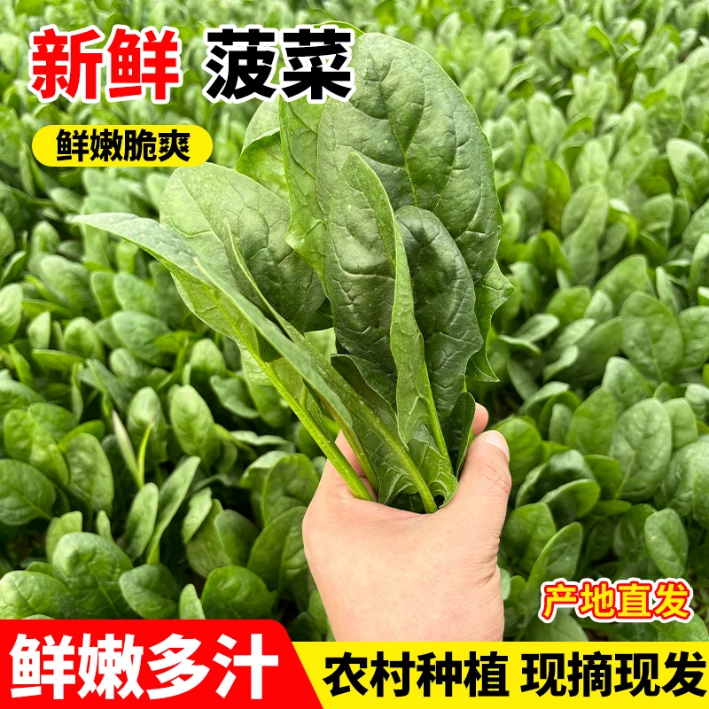 【不苦不涩】红根新鲜菠菜带根土菠菜新鲜蔬菜火锅菜绿叶小青菜