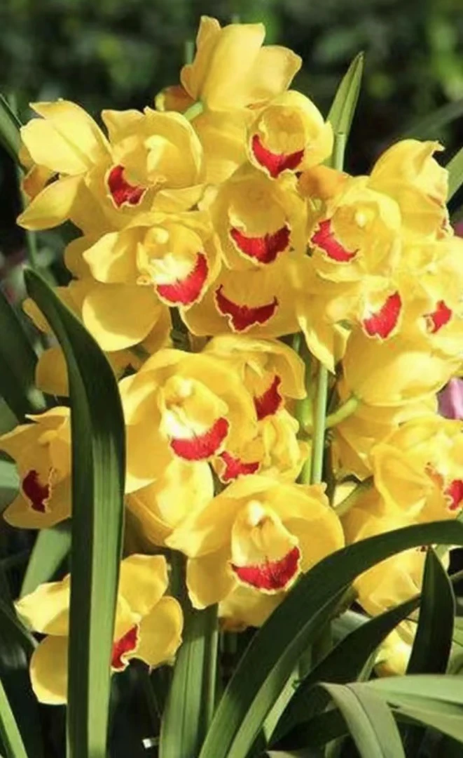【碟影】大花蕙兰年宵花室内花卉绿植盆栽种植生长高效栽培实物适宜