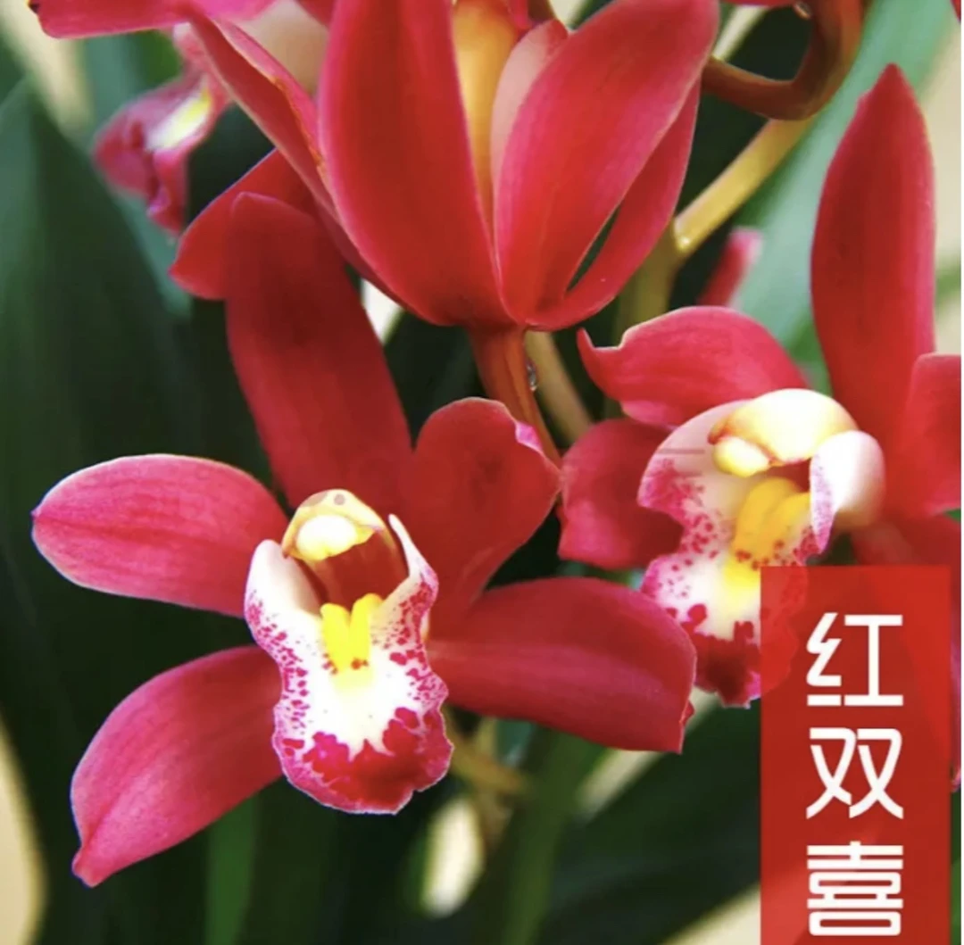 大花惠兰红双喜桌面盆栽兰花观赏花