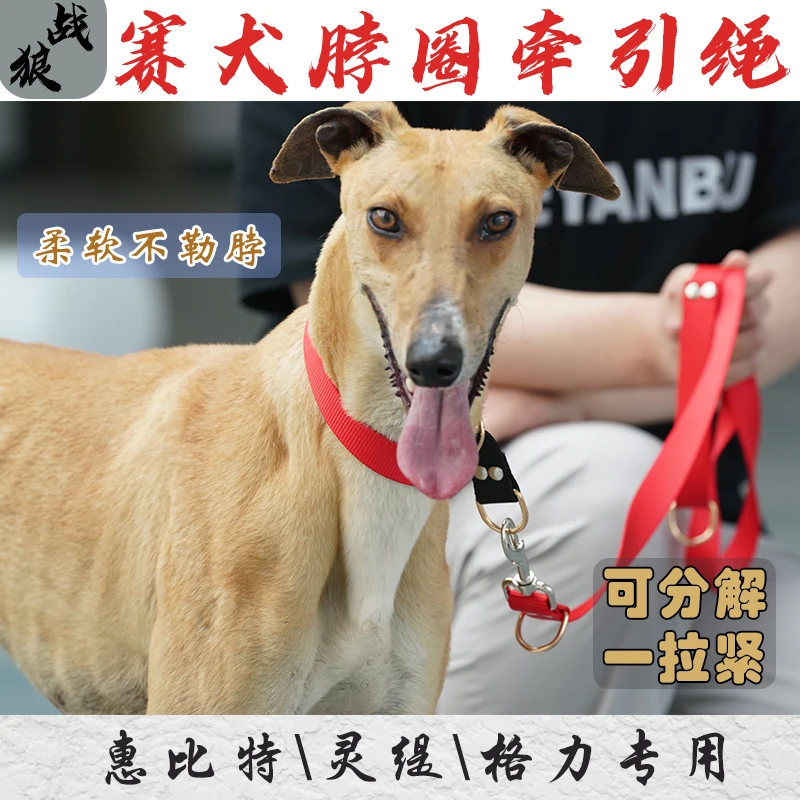细狗小狗牵引绳脖圈p绳可分解一拉紧加粗耐用方便结实舒适挂钩