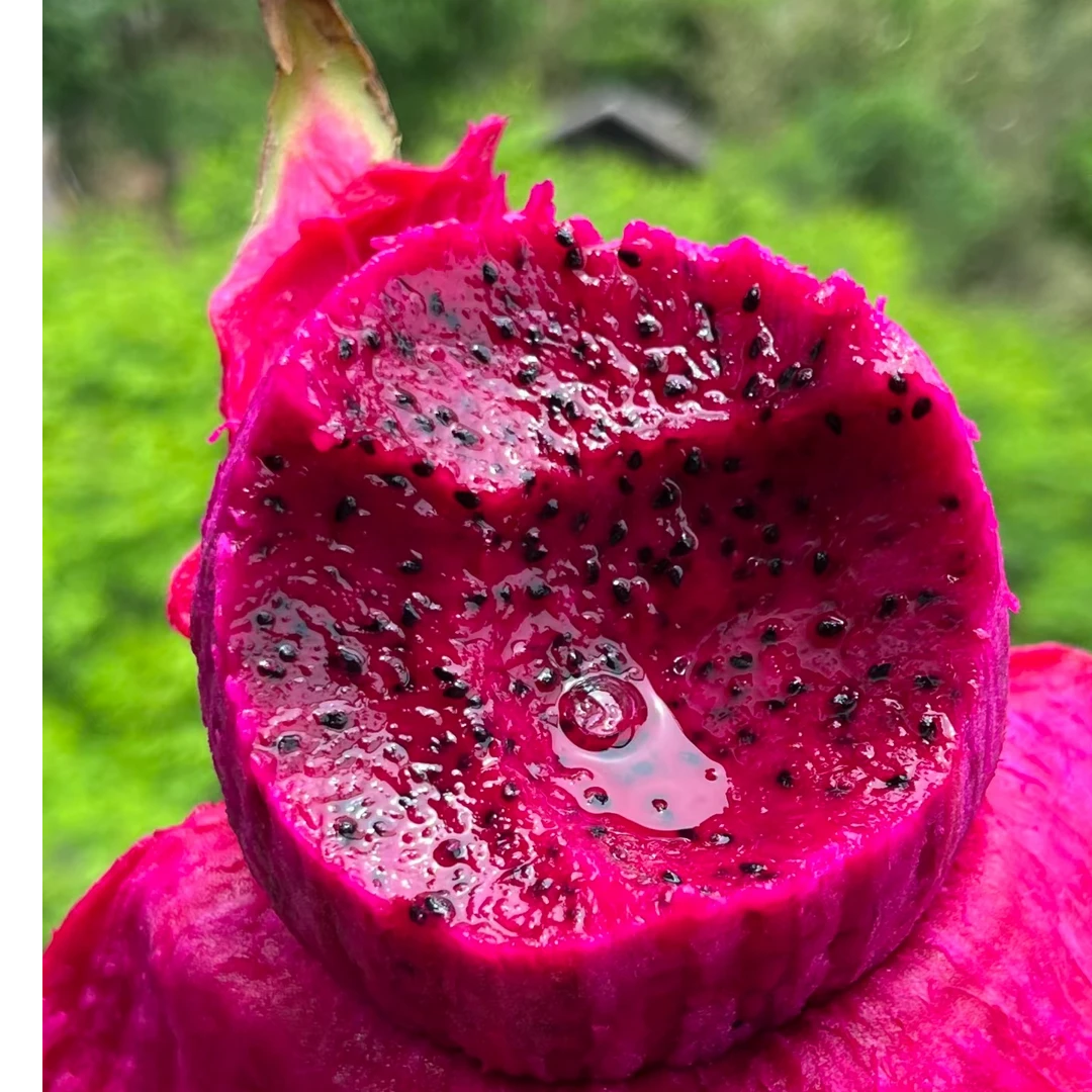 红心火龙果 大果红肉新鲜水果当季热带包邮水果