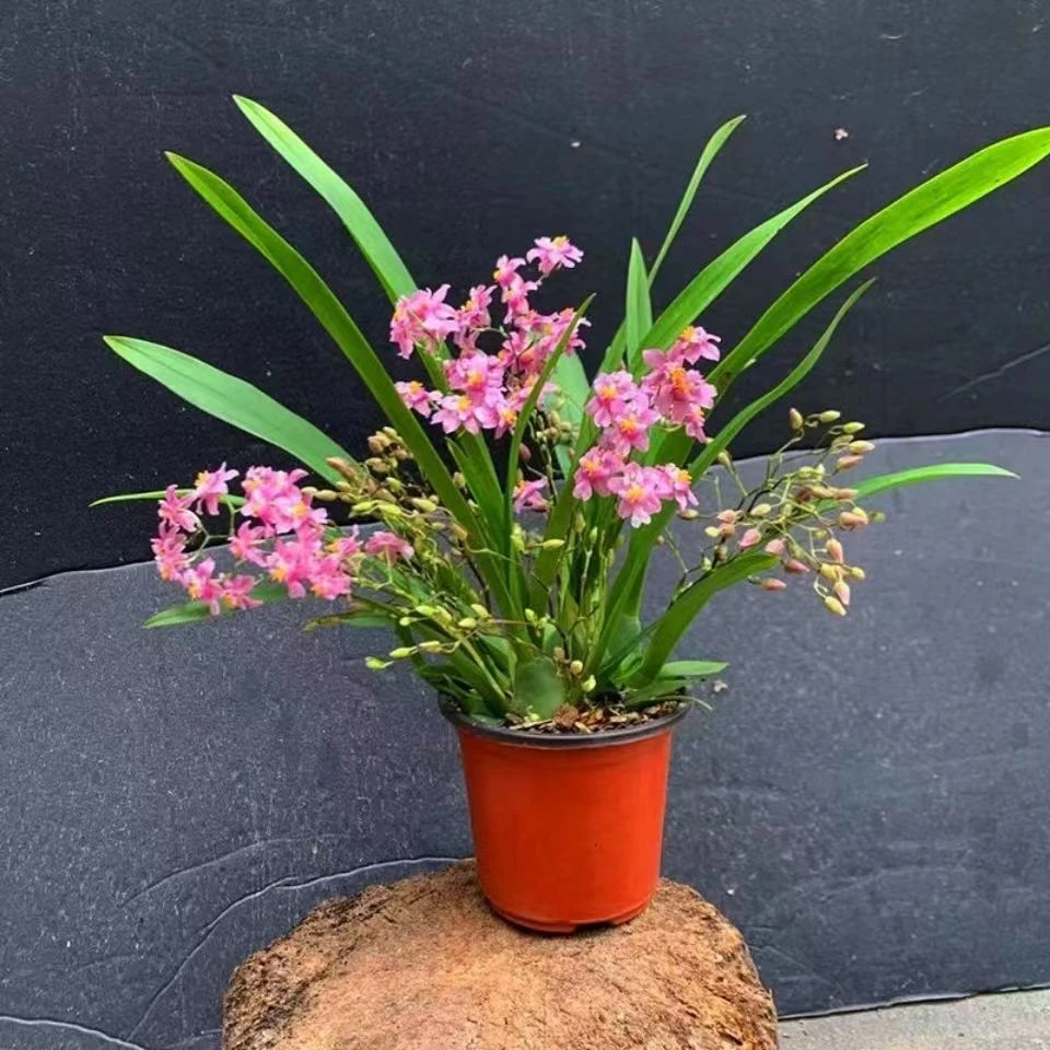文心兰盆栽奶油香味造型花卉植物室内梦香兰绿植开花四季跳舞兰