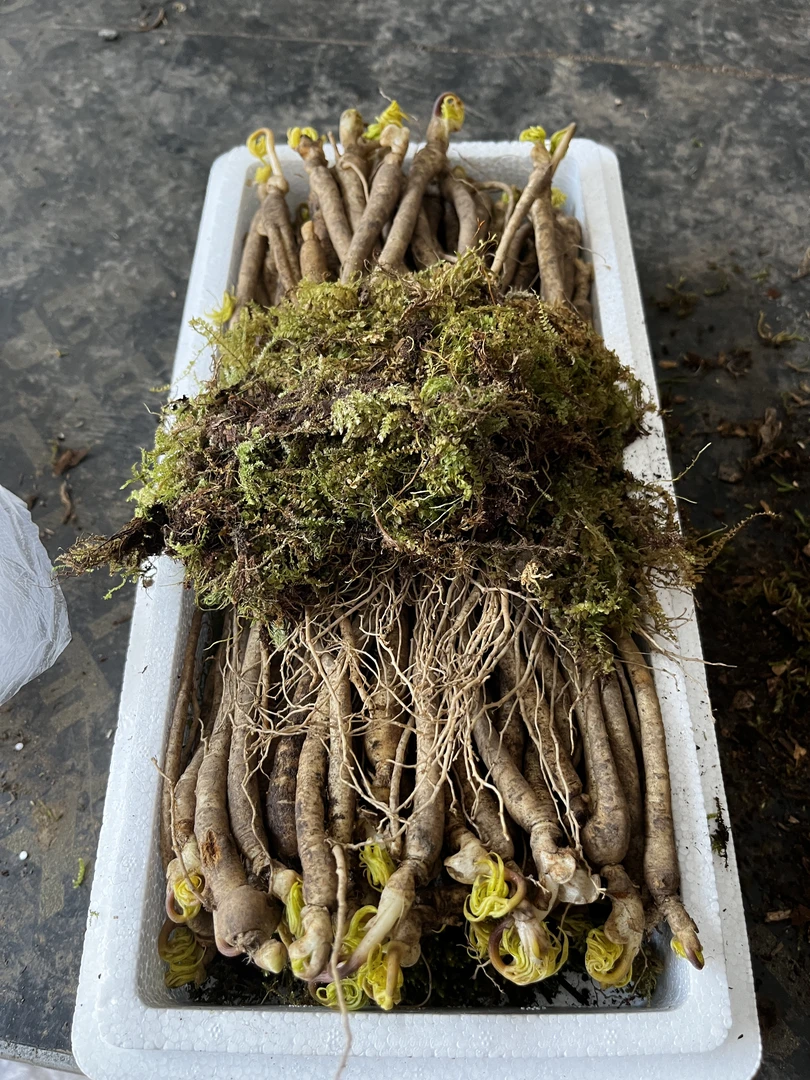 鲜人参100支每盒500克