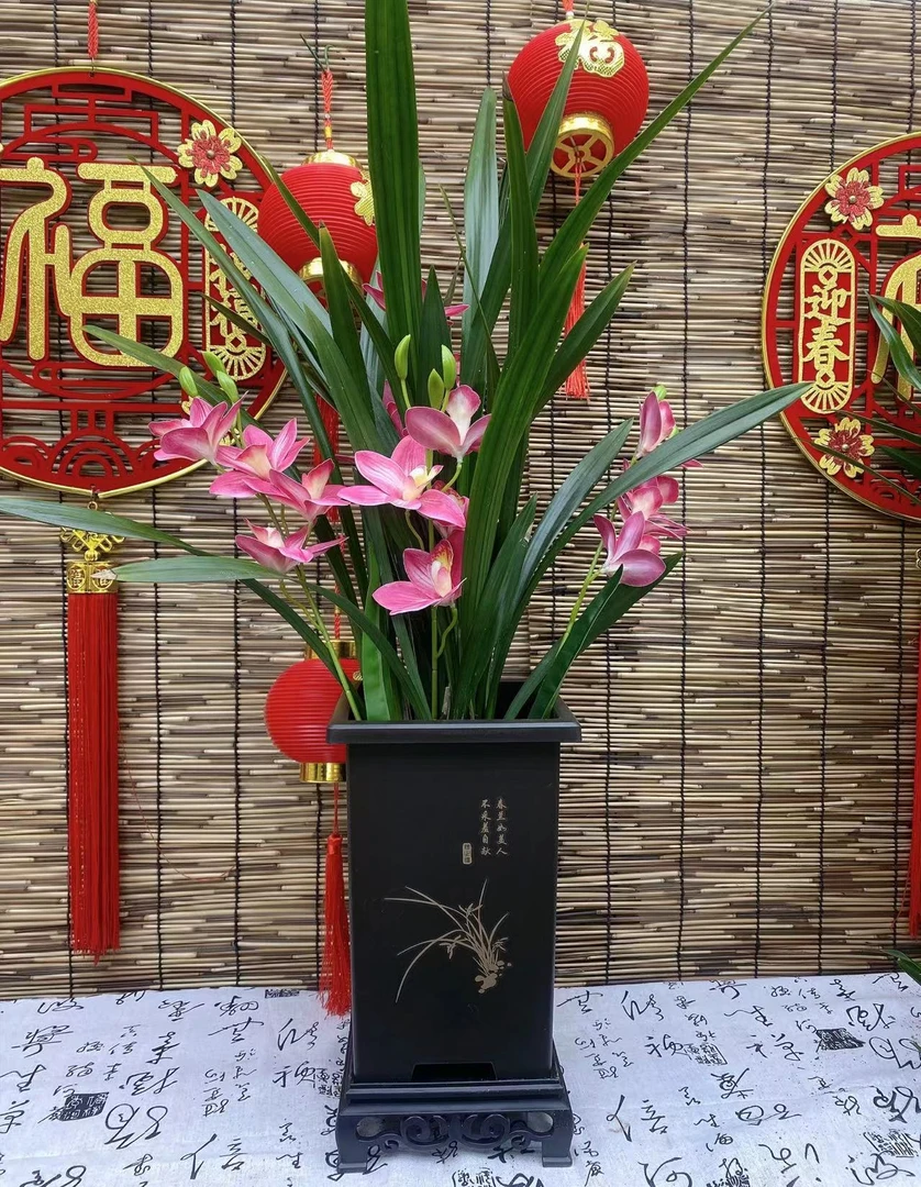 年宵花抱岁兰【粉红佳人】室内绿植常绿四季香味兰草盆栽宜室宜家