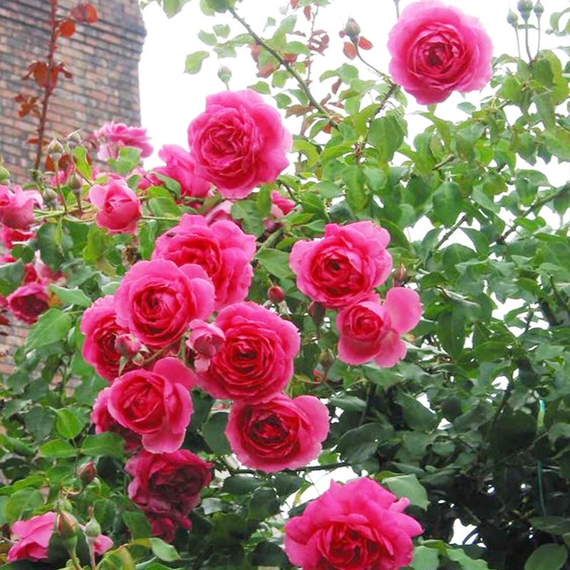 月季花 一物一拍 基地直发  盆栽  地栽 阳台 花园大花 工程 绿化