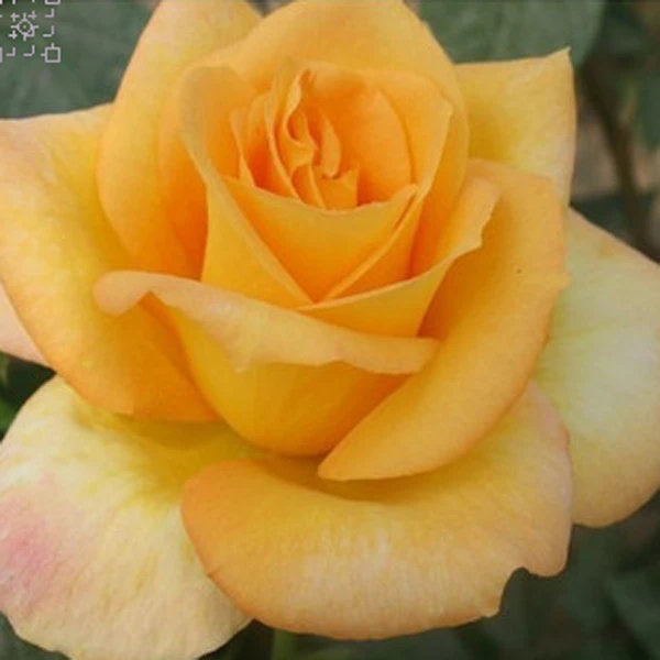 大花月季苗 金奖章花苗切花月季盆栽 花期长夏季春季