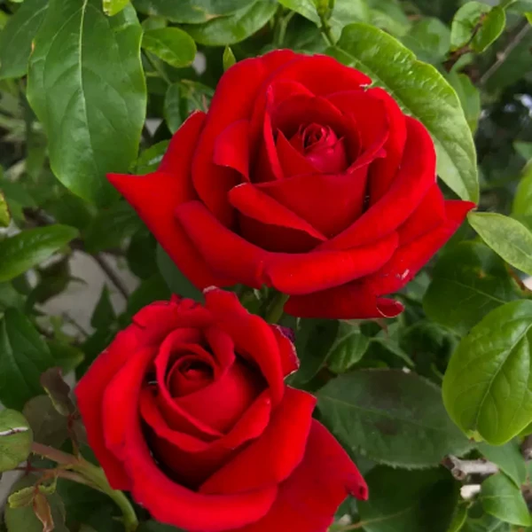 阳台红色大花浓香月季大苗梅朗口红玫瑰花盆栽四季庭院花卉绿植物