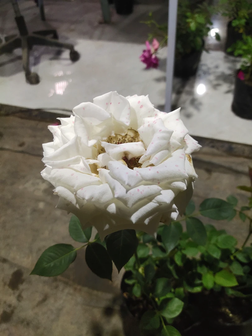 坦尼克白色切花月季