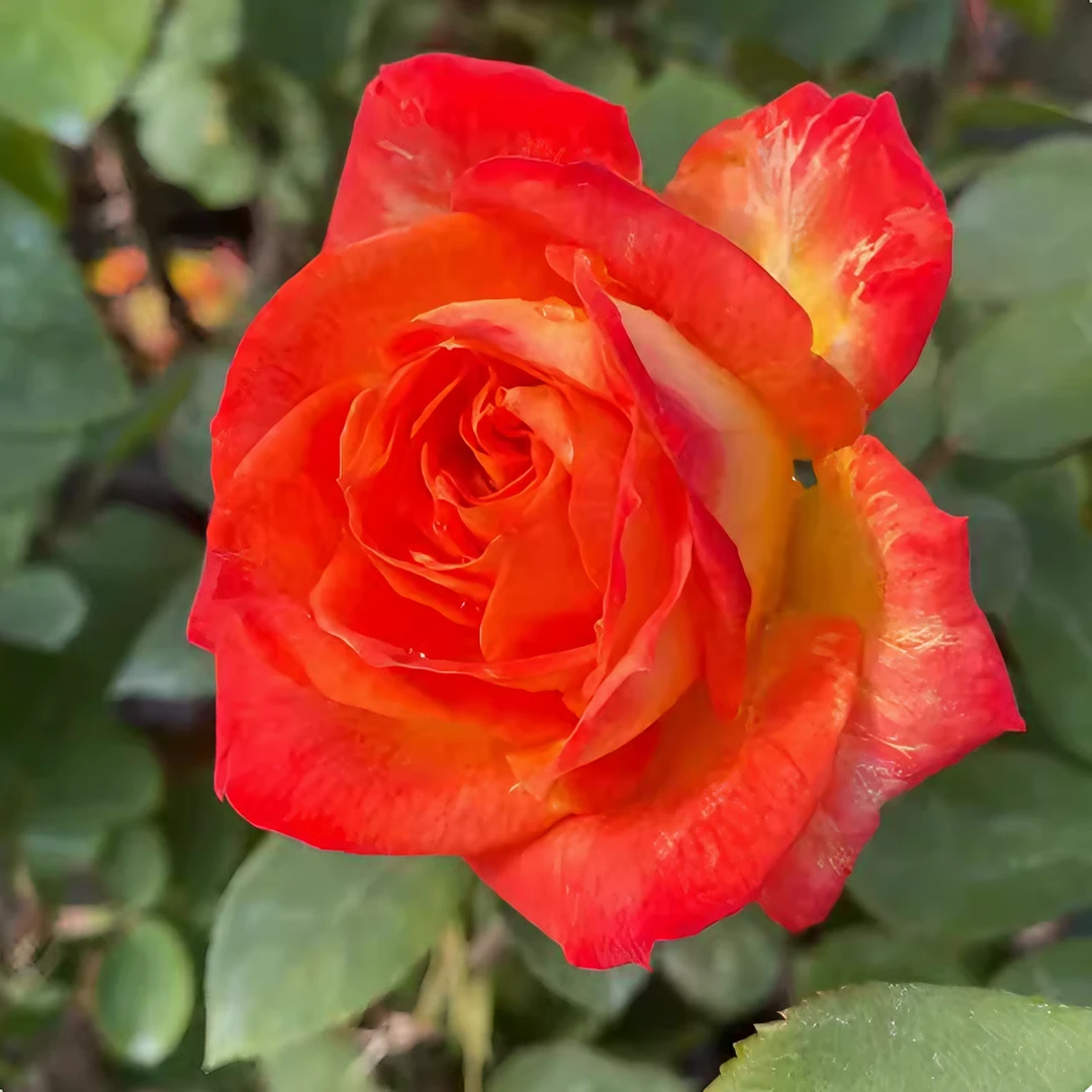 却可可克大花月季庭院地栽切花玫瑰阳台盆栽耐寒耐旱抗病带花苞发