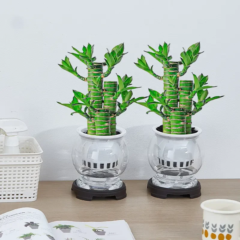 步步高升荷花竹富贵竹绿植盆栽室内客厅水培植物摆件四季好养活